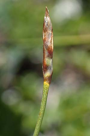 Carex myosuroides \ Nacktried, hren-Schuppenried / Bellardi Bog Sedge, A Wölzer Tauern, Kleiner Zinken 24.7.2021