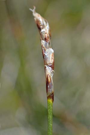 Carex myosuroides \ Nacktried, hren-Schuppenried / Bellardi Bog Sedge, A Wölzer Tauern, Kleiner Zinken 24.7.2021