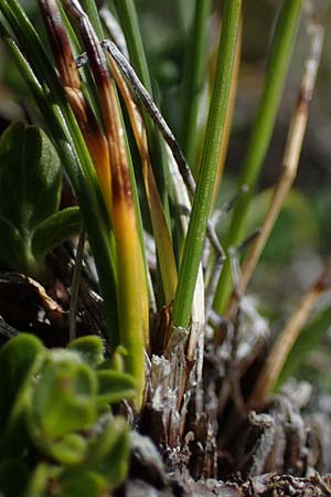Carex myosuroides \ Nacktried, hren-Schuppenried / Bellardi Bog Sedge, A Wölzer Tauern, Kleiner Zinken 24.7.2021