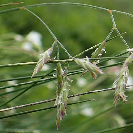 Festuca norica \ Norischer Schwingel / Noric Fescue, A Pusterwald, Eiskar 1.7.2019