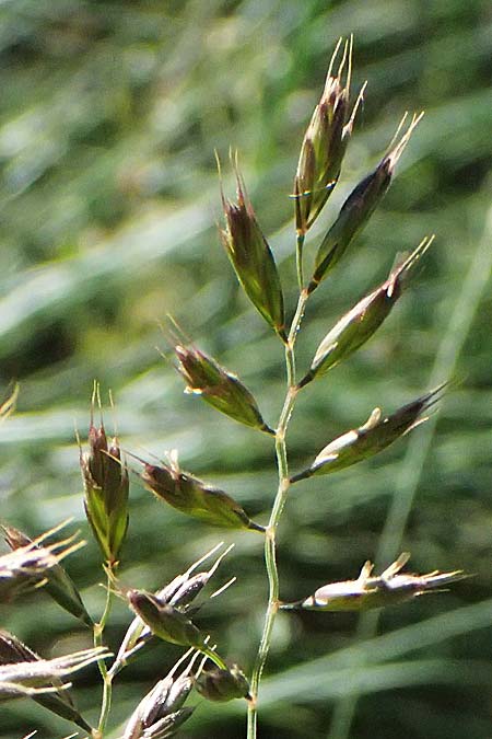 Festuca valesiaca ? \ Walliser Schwingel / Valais Fescue, A Hainburg 10.5.2025