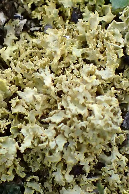 Lecanorales specJ ? \ Flechte / Lichen, A Gro&szlig;glockner 30.6.2025