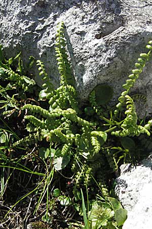 Dryopteris villarii \ Starrer Wurmfarn / Rigid Buckler Fern, A Kärnten/Carinthia, Petzen 21.7.2007