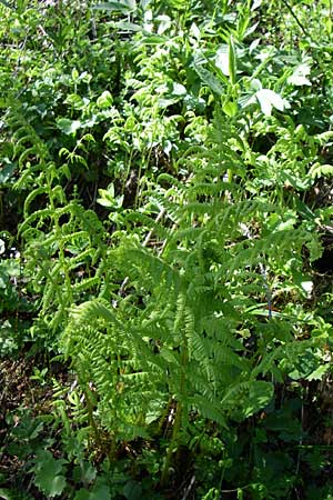 Dryopteris villarii \ Starrer Wurmfarn / Rigid Buckler Fern, A Menauer Alm 31.5.2008