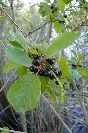 Frangula alnus \ Faulbaum / Alder Buckthorn, A Bregenz 10.7.2015