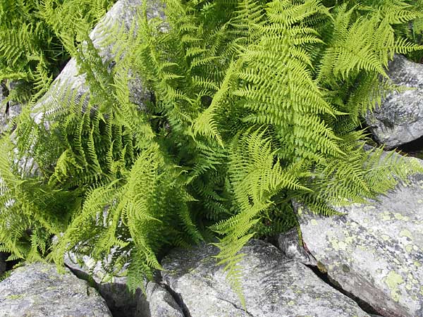 Athyrium filix-femina \ Frauenfarn / Common Lady Fern, A Malta - Tal / Valley 19.7.2010