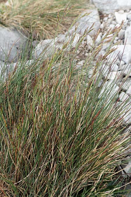 Festuca amethystina ? \ Amethyst-Schwingel / Amethyst Fescue, A Rax 28.6.2020