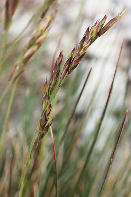 Festuca amethystina ? \ Amethyst-Schwingel / Amethyst Fescue, A Rax 28.6.2020