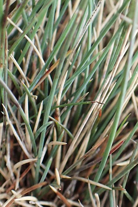 Festuca amethystina ? \ Amethyst-Schwingel / Amethyst Fescue, A Rax 28.6.2020
