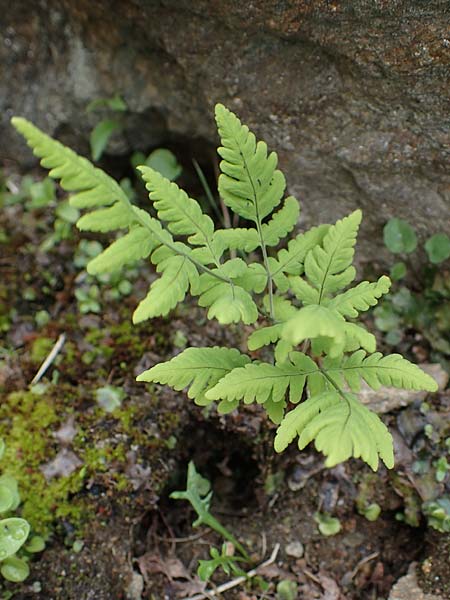Gymnocarpium dryopteris \ Eichenfarn / Oak Fern, A Niedere Tauern, Sölk-Pass 2.7.2021