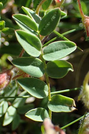 Lotus alpinus \ Alpen-Hornklee / Alpine Bird's-Foot Trefoil, A Eisenerzer Reichenstein 28.7.2021