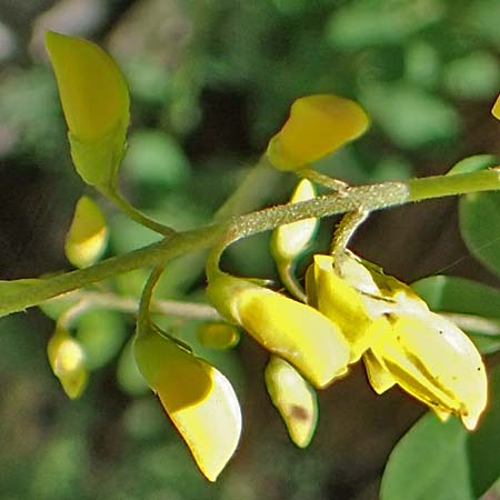 Cytisus nigricans \ Schwarzwerdender Geiklee / Black Broom, A Kraubath (Mur) 27.6.2021