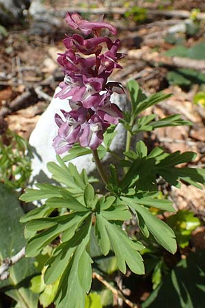Corydalis cava \ Hohler Lerchensporn / Hollow-Root, A Kärnten/Carinthia, Hochstuhl 17.5.2016