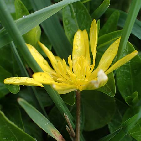Ficaria calthifolia \ Nacktstngel-Scharbockskraut / Fig Buttercup, A Wien-Aspern 2.4.2023