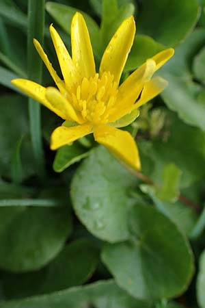 Ficaria calthifolia \ Nacktstngel-Scharbockskraut / Fig Buttercup, A Wien-Aspern 2.4.2023
