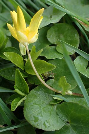 Ficaria calthifolia \ Nacktstngel-Scharbockskraut / Fig Buttercup, A Wien-Aspern 2.4.2023