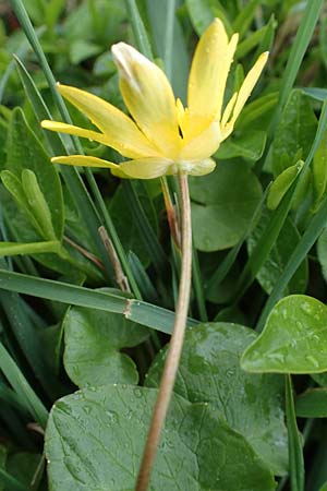 Ficaria calthifolia \ Nacktstngel-Scharbockskraut / Fig Buttercup, A Wien-Aspern 2.4.2023