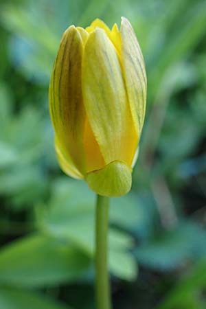 Ficaria calthifolia \ Nacktstngel-Scharbockskraut / Fig Buttercup, A Hainburg 3.4.2023