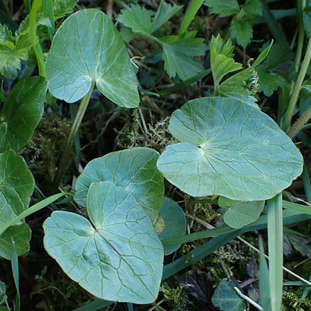 Ficaria calthifolia \ Nacktstngel-Scharbockskraut / Fig Buttercup, A Hainburg 3.4.2023