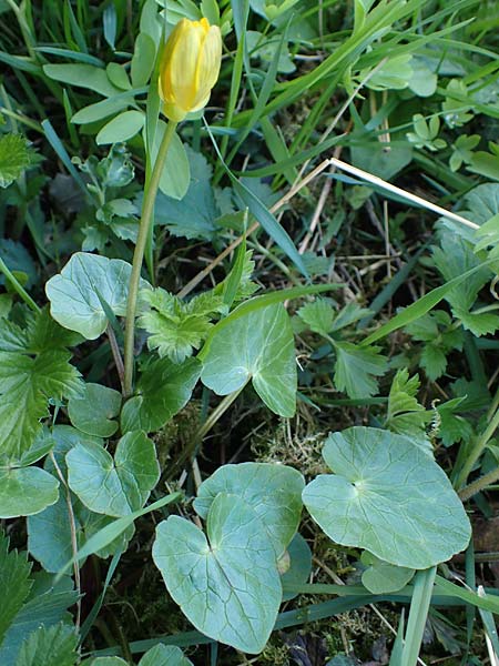 Ficaria calthifolia \ Nacktstngel-Scharbockskraut / Fig Buttercup, A Hainburg 3.4.2023