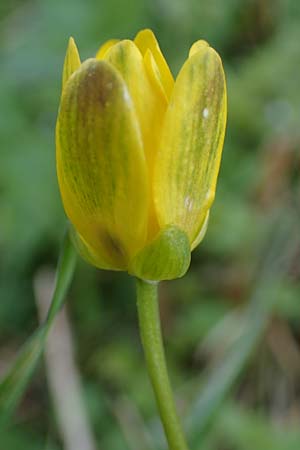 Ficaria calthifolia \ Nacktstngel-Scharbockskraut / Fig Buttercup, A Hainburg 3.4.2023