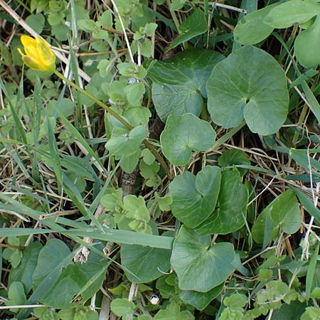 Ficaria calthifolia \ Nacktstngel-Scharbockskraut / Fig Buttercup, A Hainburg 3.4.2023