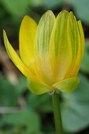 Ficaria calthifolia \ Nacktstngel-Scharbockskraut / Fig Buttercup, A Hainburg 3.4.2023
