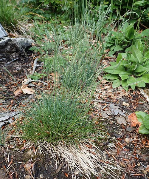 Festuca medioeuropaea \ Mitteleurop&auml;ischer Schwingel, Harter Schwingel / Central European Fescue, A K&auml;rnten/Carinthia, St. Paul im Lavanttal 16.5.2016
