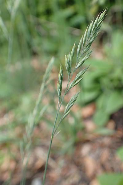 Festuca medioeuropaea \ Mitteleurop&auml;ischer Schwingel, Harter Schwingel / Central European Fescue, A K&auml;rnten/Carinthia, St. Paul im Lavanttal 16.5.2016