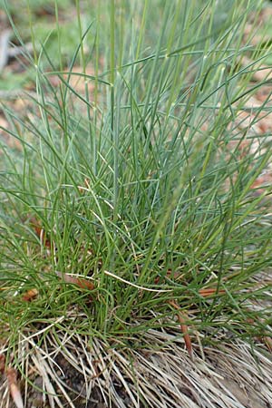 Festuca medioeuropaea \ Mitteleurop&auml;ischer Schwingel, Harter Schwingel / Central European Fescue, A K&auml;rnten/Carinthia, St. Paul im Lavanttal 16.5.2016