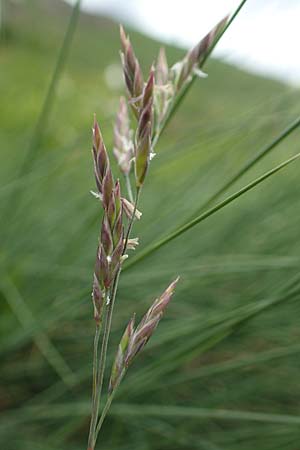 Festuca norica \ Norischer Schwingel / Noric Fescue, A Pusterwald, Eiskar 1.7.2019