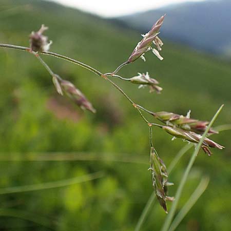 Festuca norica \ Norischer Schwingel / Noric Fescue, A Pusterwald, Eiskar 1.7.2019