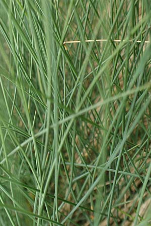 Festuca norica \ Norischer Schwingel / Noric Fescue, A Pusterwald, Eiskar 1.7.2019