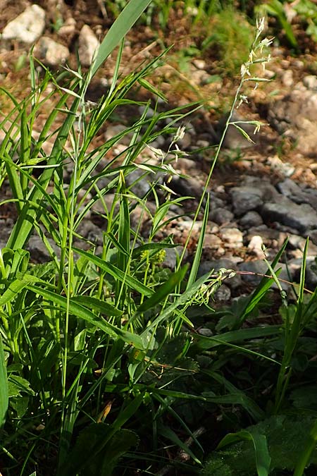 Festuca alpina ? \ Alpen-Schwingel / Alpine Fescue, A Trenchtling 3.7.2019