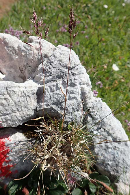 Festuca vivipara \ Brutknospen-Schwingel / Viviparous Sheep's Fescue, A Trenchtling 3.7.2019