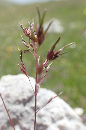 Festuca vivipara \ Brutknospen-Schwingel / Viviparous Sheep's Fescue, A Trenchtling 3.7.2019