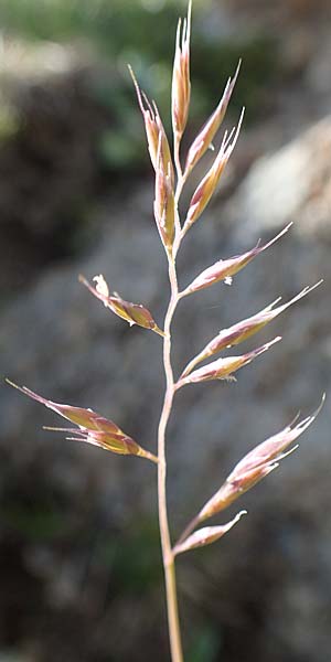 Helictotrichon versicolor \ Bunter Wiesenhafer / Oat Grass, A Nockberge, Klomnock 10.7.2019