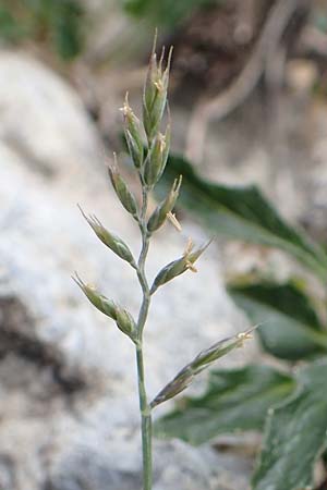 Festuca rupicaprina ? \ Gemsen-Schwingel / Chamois Fescue, A Osttirol, Porze 13.7.2019