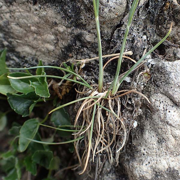 Festuca rupicaprina ? \ Gemsen-Schwingel / Chamois Fescue, A Osttirol, Porze 13.7.2019