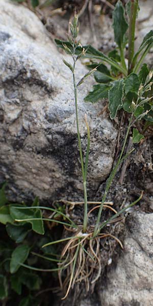 Festuca rupicaprina ? \ Gemsen-Schwingel / Chamois Fescue, A Osttirol, Porze 13.7.2019