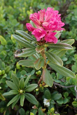 Rhododendron ferrugineum \ Rostblttrige Alpenrose / Alpenrose, A Wölzer Tauern, Kleiner Zinken 26.6.2021