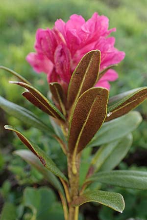 Rhododendron ferrugineum \ Rostblttrige Alpenrose / Alpenrose, A Wölzer Tauern, Kleiner Zinken 26.6.2021