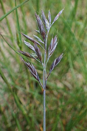 Festuca picturata ? \ Gescheckter Schwingel / East-Alpine Violet Fescue, A W&ouml;lzer Tauern, Kleiner Zinken 26.6.2021