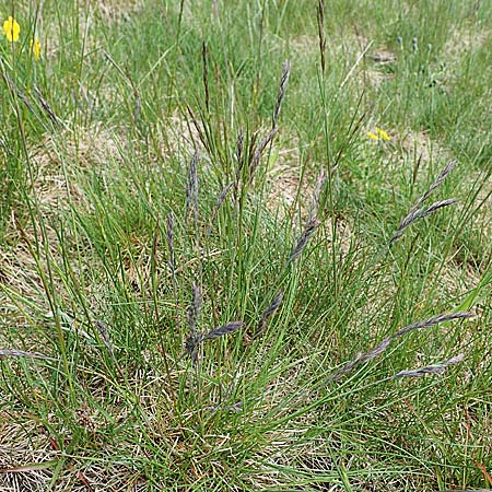 Festuca picturata ? \ Gescheckter Schwingel / East-Alpine Violet Fescue, A W&ouml;lzer Tauern, Kleiner Zinken 26.6.2021