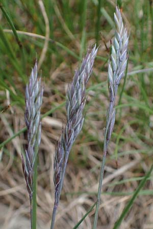Festuca picturata ? \ Gescheckter Schwingel / East-Alpine Violet Fescue, A W&ouml;lzer Tauern, Kleiner Zinken 26.6.2021