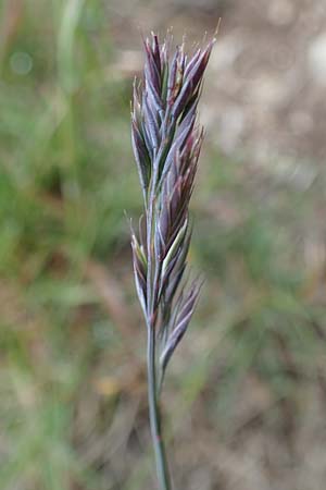 Festuca picturata ? \ Gescheckter Schwingel / East-Alpine Violet Fescue, A W&ouml;lzer Tauern, Kleiner Zinken 26.6.2021