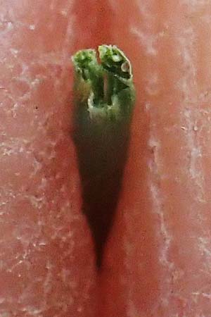 Festuca picturata ? \ Gescheckter Schwingel / East-Alpine Violet Fescue, A W&ouml;lzer Tauern, Kleiner Zinken 26.6.2021