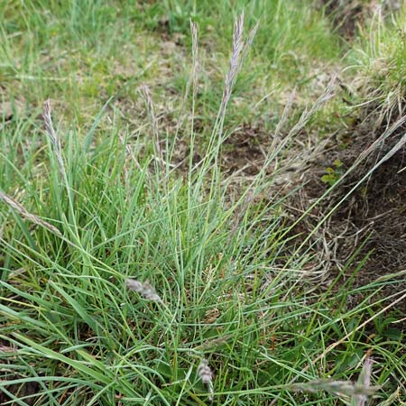 Festuca picturata ? \ Gescheckter Schwingel / East-Alpine Violet Fescue, A W&ouml;lzer Tauern, Kleiner Zinken 26.6.2021