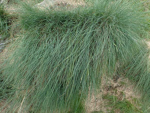 Festuca varia \ Gew&ouml;hnlicher Bunt-Schwingel / Spiky Fescue, A Niedere Tauern, S&ouml;lk-Pass 2.7.2021