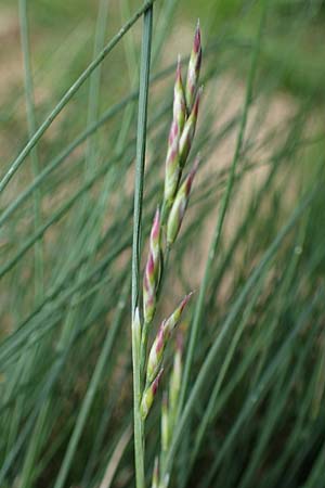 Festuca varia \ Gew&ouml;hnlicher Bunt-Schwingel / Spiky Fescue, A Niedere Tauern, S&ouml;lk-Pass 2.7.2021